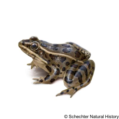 plains leopard frog